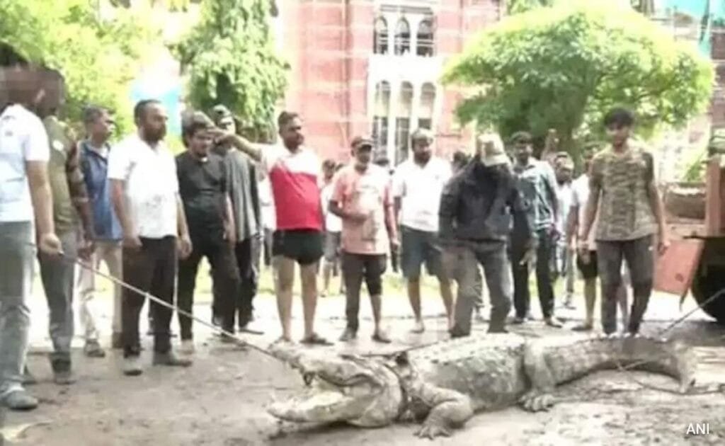वीडियो: गुजरात में बारिश के बीच वडोदरा कॉलेज में घुसा 11 फुट का मगरमच्छ, पकड़ा गया