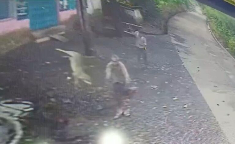 Video: Jackal Attacks 2 Men In Madhya Pradesh, They Toss It 15 Feet Away