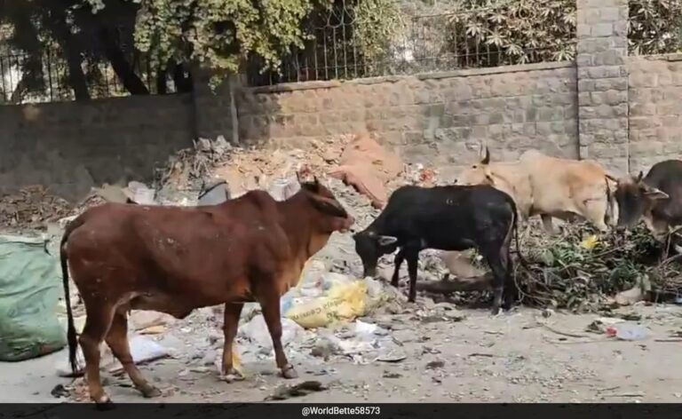 "कोई नहीं सुनता": सड़क पर गाय और कूड़े पर दिल्ली निवासी का वीडियो