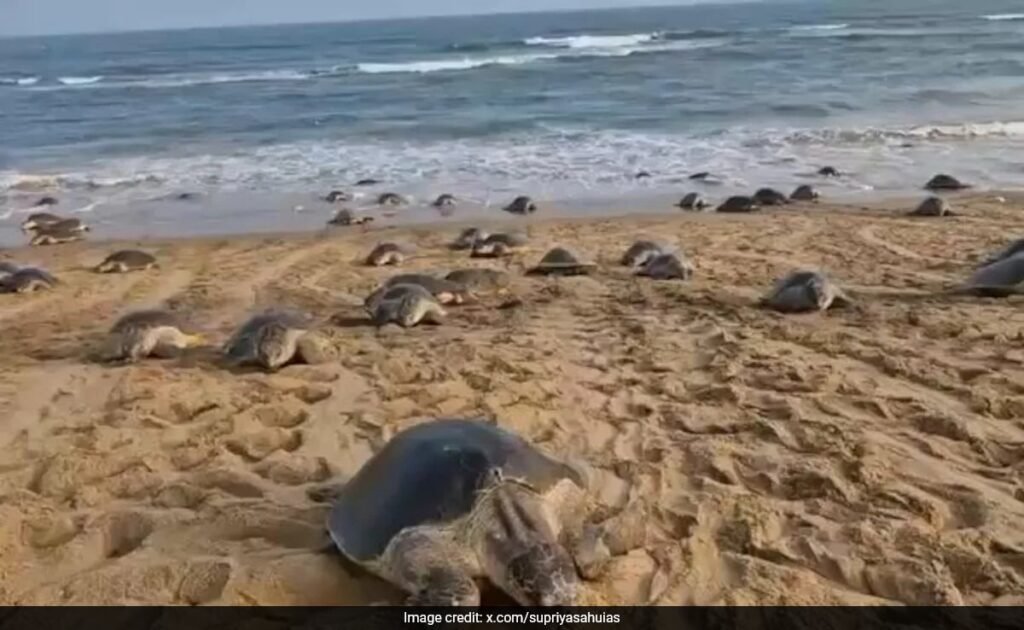 ओडिशा ने 51 दिनों में ऑलिव रिडले कछुए को आंध्र तट पर 1,000 किमी की यात्रा के लिए टैग किया